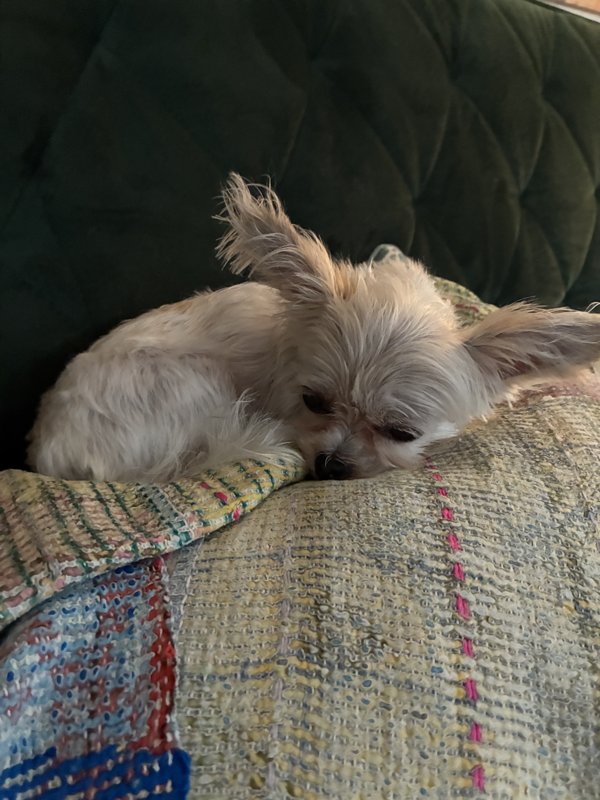 Maggie