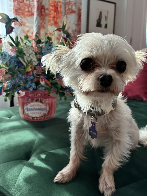Maggie