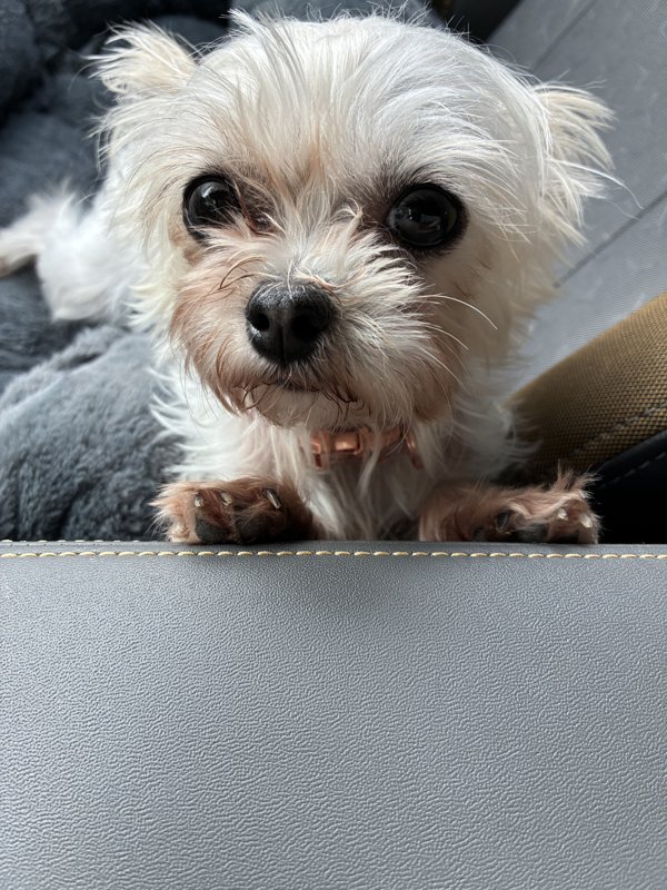 Maggie