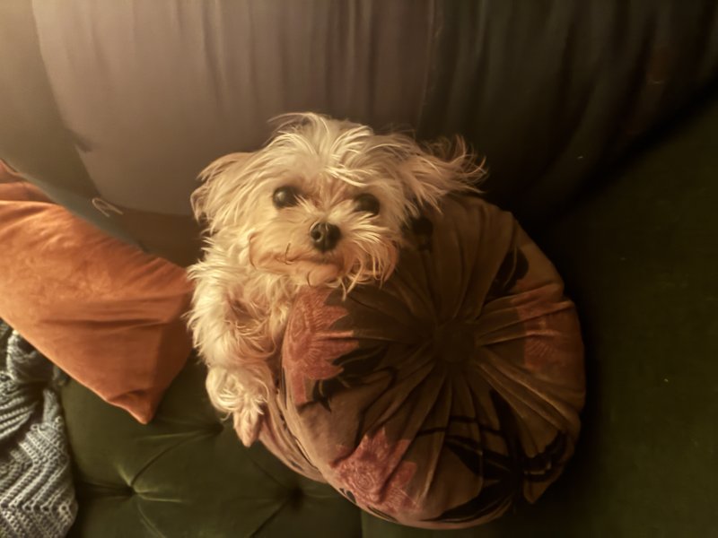 Maggie