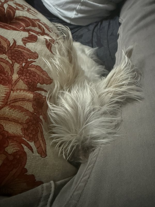 Maggie