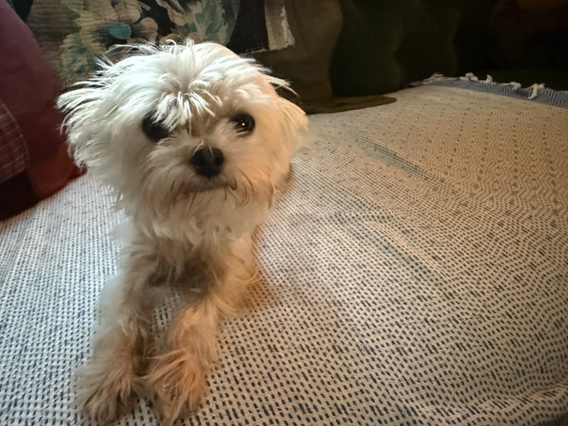 Maggie
