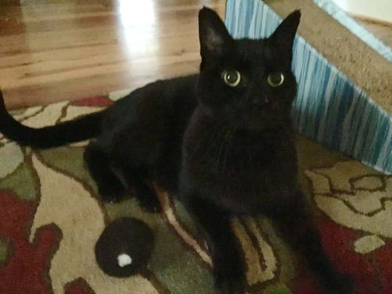 Ronnie