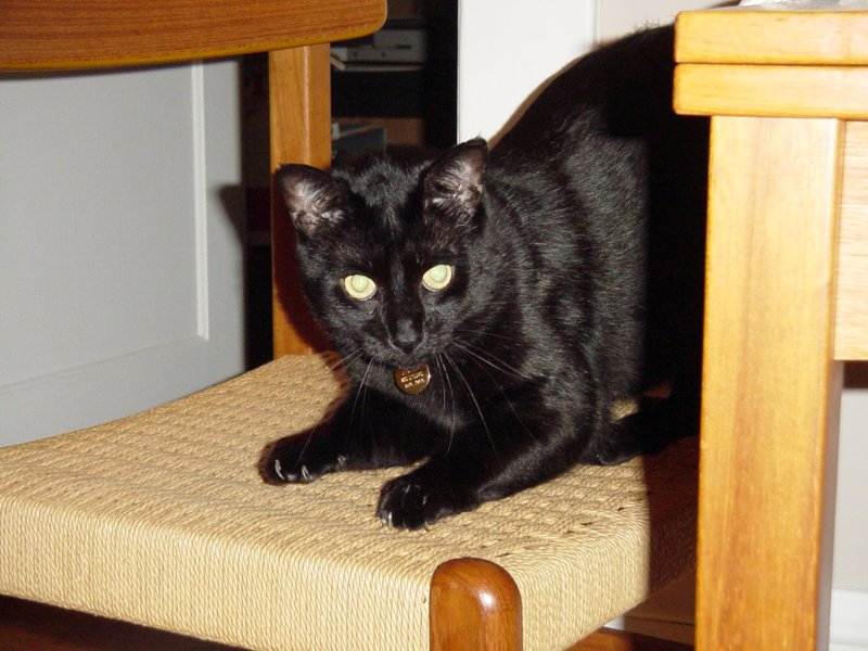 Ronnie
