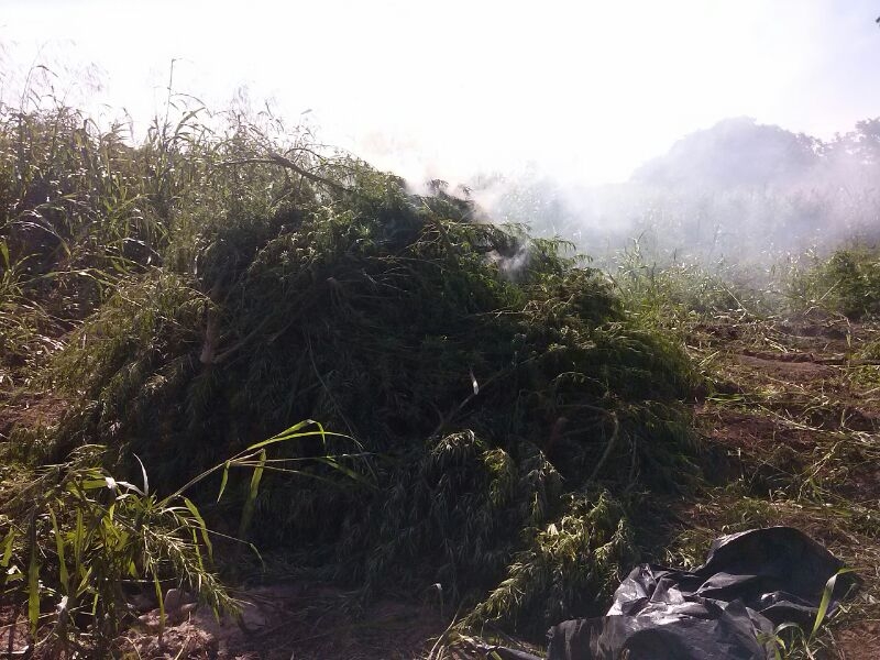 maconhaapreendida