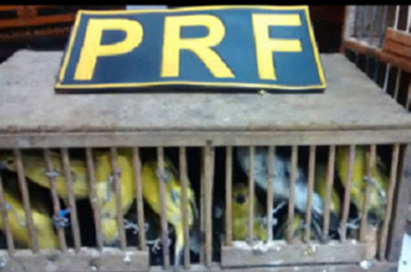 prfpassaros