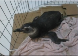 pinguim