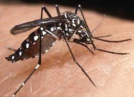 mosquitoChikungunya