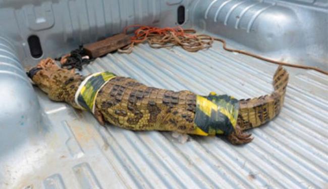 650x375_jacare-invade-casa-em-anage_1463196