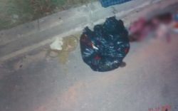 3685687-feto