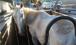 eguafurtada-livramento-brumado-livhoje-93