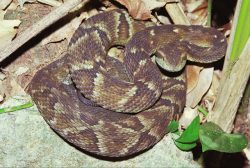 bothrops_jararaca