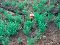 plantacao-1 (1)