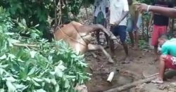 vaca-poco (2)