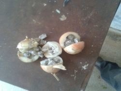 cebola