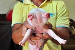 Pic shows: Zhong Xulong and the piglet. A two-headed pig born has already attracted hundreds of curious visitors who could scarcely believe it was real even when they saw it with their own eyes. The adorable little creature, just a few days old, has two heads and two mouths, but bizarrely only three eyes. Farmer Zhong Xulong, from the village of Fengtian in Luzhou City, in south-western Chinaís Sichuan Province, said he noticed the "special" piglet as soon as it was born along with 13 of its siblings. One of the piglets in the litter is said to have died soon after being born, but surprisingly the two-headed animal survived. Xulongís dad, Zhong Guoyuan, said the family has been raising the sow for more than three years, and that it was the first time she had given birth to such a piglet. He also claimed not to have noticed anything strange prior to the sow giving birth to her latest litter. The piglet has four legs and seems to be able to eat and breathe with either head, Xulong said, adding that he is not able to explain the bizarre "third eye" in the middle of its two faces. Xulong said: "Lots of people have come to see the pig already. Someone even offered 2,000 RMB (209 GBP) to buy it off us, but I refused. "I want to raise it and see it grow up - weíll see what happens after that." Despite having two mouths from which it can feed, the piglet is now being given special attention by the family, who are hand-rearing it with baby formula and also keeping it in a special box. The tiny piglet celebrity is also being separated from the rest of its siblings so incredulous villagers can come and see the it with their own two eyes. (ends)