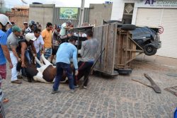 acidente-cavalo-raca-brumado-noticias-43