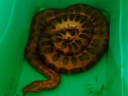 cobra_sucuri2
