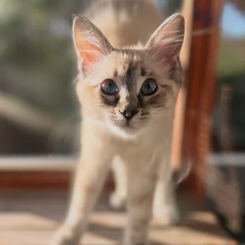 This is our sweet little foster kitty of the moment - how furry do you think she