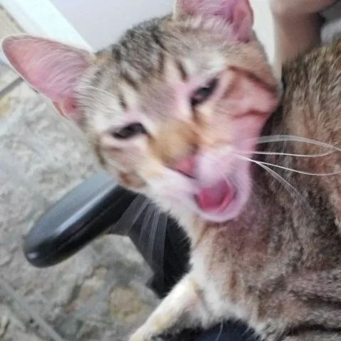 day 478
WHAT IS THIS PHOTO OF TIGER