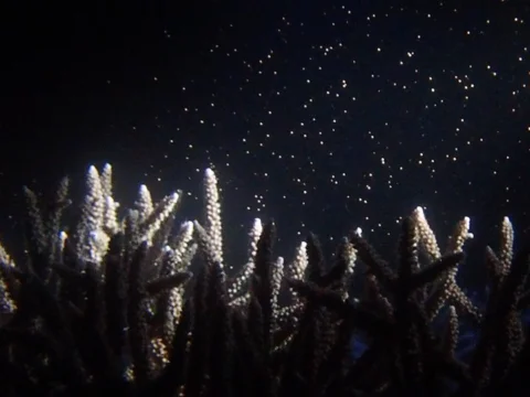 珊瑚の産卵 🪸 Birth of the Coral ⚘⠜

年に1度、満月前後の夜を待って産卵する珊瑚。
その貴重な瞬間に立ち会う事が出来ました。
ピンク色