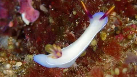 海妖精ウミウシ🧚🐌💖
Sea slugs are the fairies of the ocean ~♡