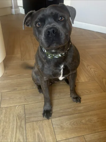 Stanley is 2! 
What a dog, well a land-shark would be more apt, he has tumbled i