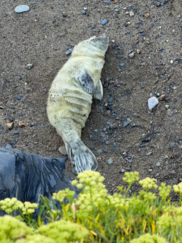 Little seal cub snoozing on the beach today 🤍