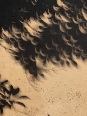 Pictures Charlotte and I took during the eclipse .
🤍