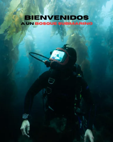 Dentro de un BOSQUE SUBMARINO con Tiburones Blancos 🦈

En las profundidades de 