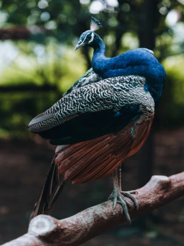 Nature doesn’t pose twice. 

#travelphotos #sou #sardarpatelzoologicalpark