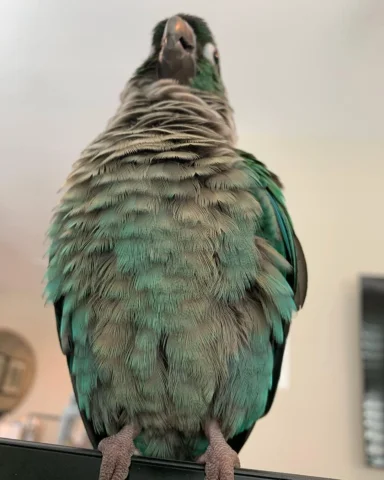big