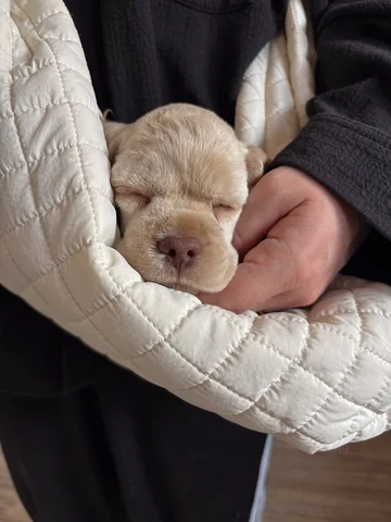 I’m a mommy