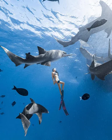 与鲨鱼共游🦈🩵
去年克服了困扰我10年的恐海和惧高症
现在感觉自己无所不能了😆
#divewithsharks
📷 @cheahhup