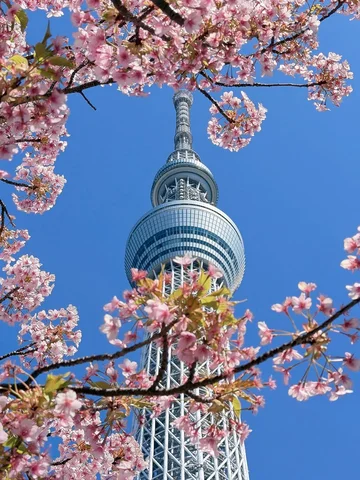 Tokyo dump 🗼🌸🌤️✨