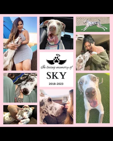 In loving memory of Sky..
I know I never post anything personal on social media 