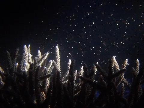 珊瑚の産卵 🪸 Birth of the Coral ⚘⠜

年に1度、満月前後の夜を待って産卵する珊瑚。
その貴重な瞬間に立ち会う事が出来ました。
ピンク色
