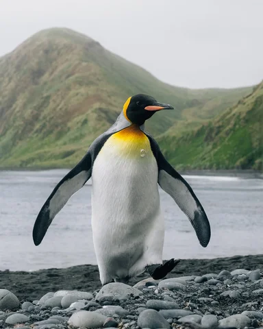 A dream expedition of a lifetime to the Subantarctic Islands ✨🌏🐧🗺️🌊
>>>>>>>>