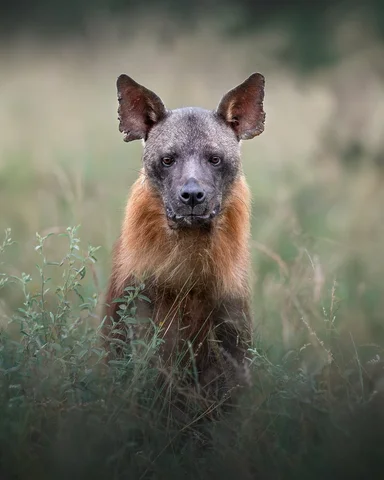 Have you ever seen this animal? 🤎

This is a brown hyena and during my last tri