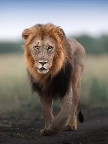 Same morning, just a few minutes apart.
Two male lions. Shortly after spotting t