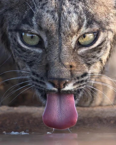 Today is the Iberian Lynx International Day!

A day dedicated to one of the rare