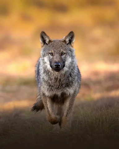 Among the autumn colors, I observed typical interactions within a wolf family st