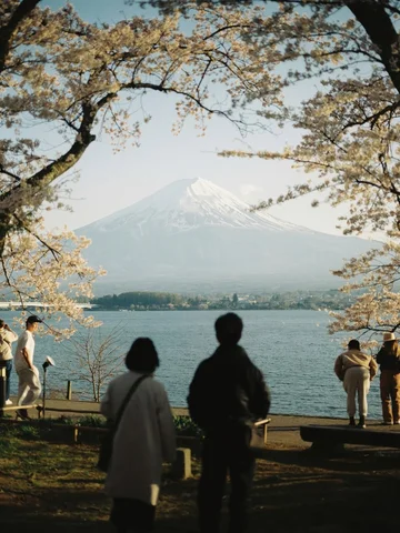 my favorite time of year 🌸✨
#cherryblossom #japan #film