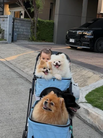 The boss & her fluffy bodyguards 🐶