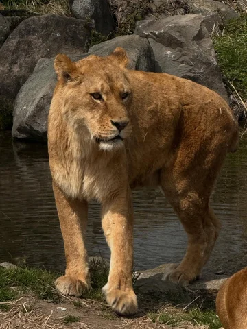福岡🇯🇵九州自然動物園🦁
這些動物太可愛了一定要給他們一個版面！！
坐車車看動物不用曬太陽走路
真的太舒服了😍❤️
導演說我們很幸運這些動物平時都不會動