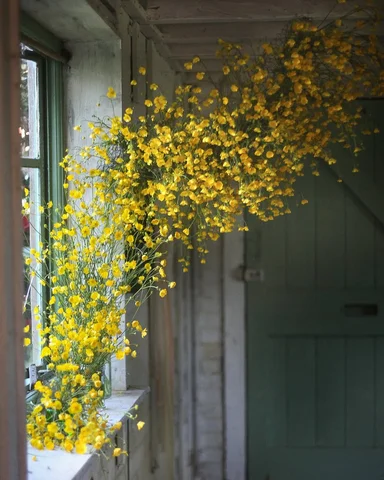 Buttercups blowing in the window.  One from the archive. 💛