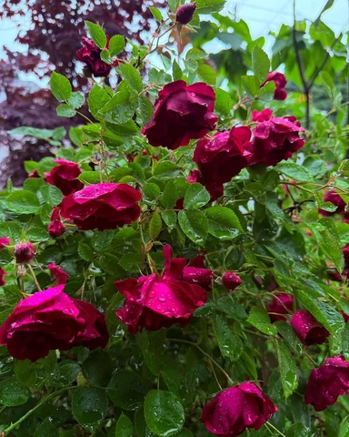 My mother’s gentle request led me to plant roses outside our door, though they w