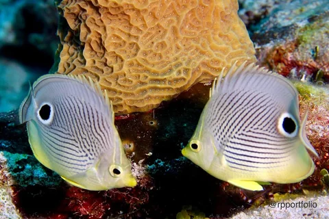 “How you doin?” Foureye Butterflyfish - Nassau, the Bahamas - July 2017 - Canon 