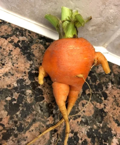 🥕۵۶ سالمون تموم شد ، اندازه این هویج خاصیت نداشتیم ،

ولی شبیهیم ، شکم گنده ، پ