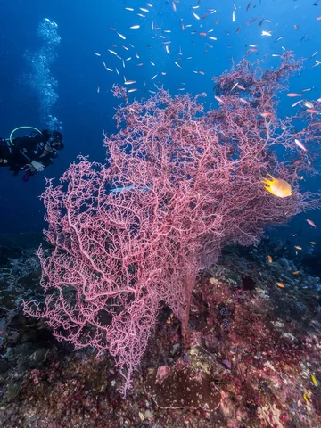 Lost in the colors of the ocean, where corals bloom and worries disappear. Raja 